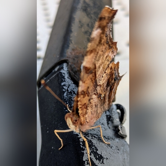 ♥️ - Picture 5 of 11